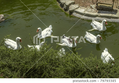 Exhausted by a hot sunny day, a flock of white geese with outstretched wings cools in the water. Exhausted by a hot sunny day, a flock of white geese with outstretched wings cools in the water. 79793385