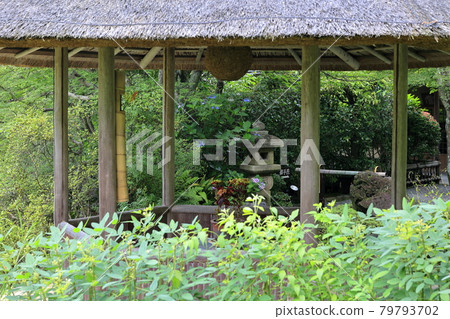 Myoshinji Temple Taizoin Lotus 79793702