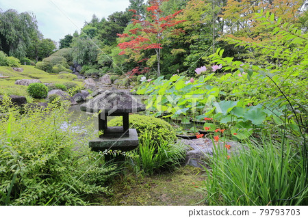 Myoshinji Temple Taizoin Lotus 79793703