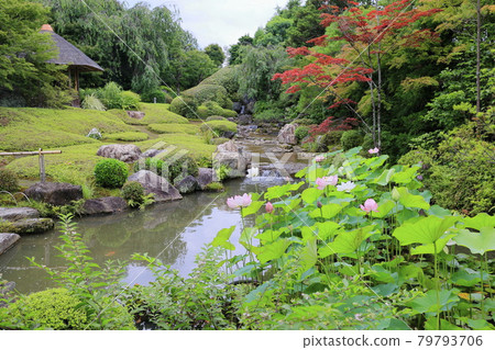 Myoshinji Temple Taizoin Lotus 79793706