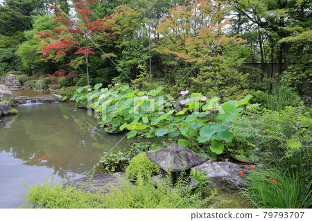 Myoshinji Temple Taizoin Lotus 79793707