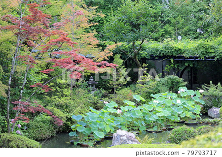 妙心寺太藏院蓮花 79793717