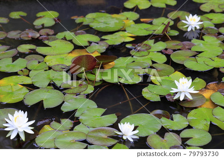妙心寺太藏院蓮花 妙心寺太藏院蓮花 79793730