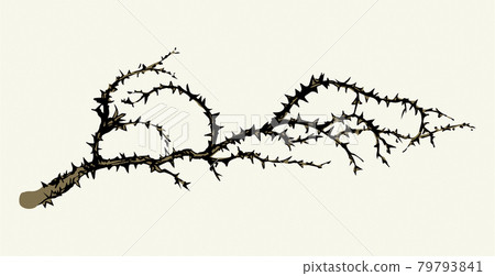 Branch of Blackthorn. Vector drawing Branch of Blackthorn. Vector drawing 79793841