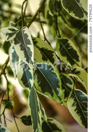 Brightly patterned Indoor Ficus Benjamin bush with variegated green and white leaves on thin twigs Brightly patterned Indoor Ficus Benjamin bush with variegated green and white leaves on thin twigs 79794026