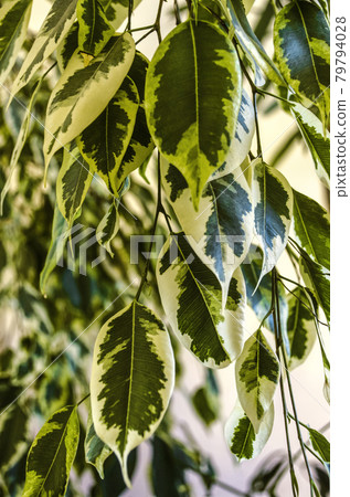 Background of green leaves with white spots on the branches of ficus Veniamin growing in the room Background of green leaves with white spots on the branches of ficus Veniamin growing in the room 79794028