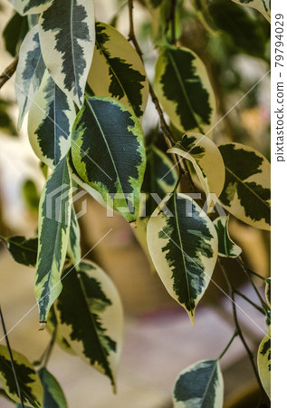 Beautiful background of sprigs of ficus Benjamin with variegated leaves covered with greenery with white spots of color Beautiful background of sprigs of ficus Benjamin with variegated leaves covered with greenery with white spots of color 79794029