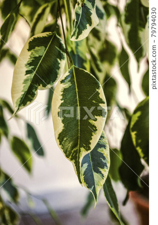 Background of multicolored leaves of green and white flowers on the branches of Benjamin ficus growing indoors Background of multicolored leaves of green and white flowers on the branches of Benjamin ficus growing indoors 79794030