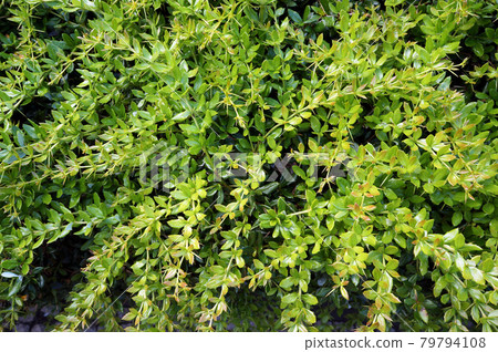 Lush foliage of growing bush. 79794108