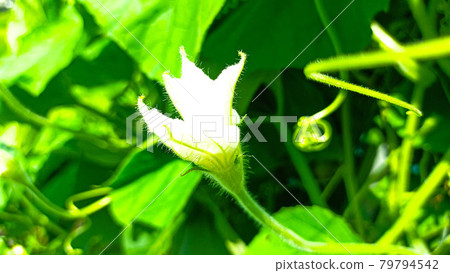Evening flowers that haven't opened yet, illuminated by the rising sun Evening flowers that haven't opened yet, illuminated by the rising sun 79794542