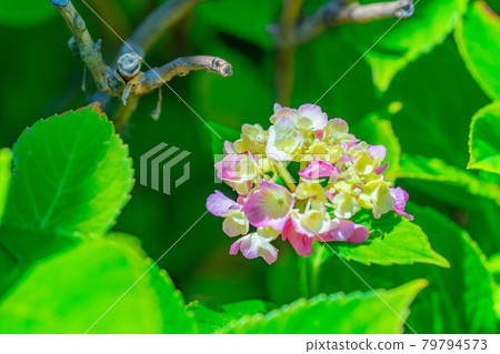 【雨季素材】繡球花【長野縣】 【雨季素材】繡球花【長野縣】 79794573