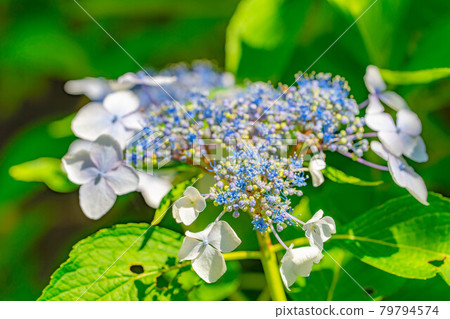 【雨季素材】繡球花【長野縣】 【雨季素材】繡球花【長野縣】 79794574