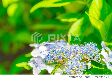 【雨季素材】繡球花【長野縣】 79794575