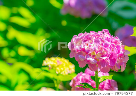 【雨季素材】繡球花【長野縣】 79794577