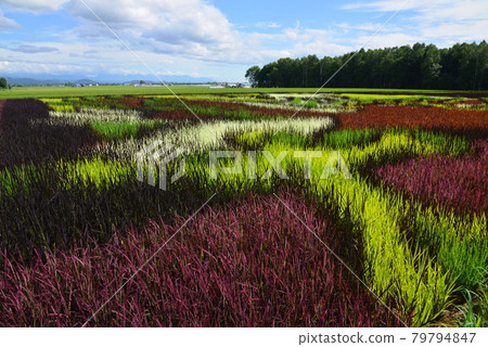 高須町稻田藝術 高須町稻田藝術 79794847