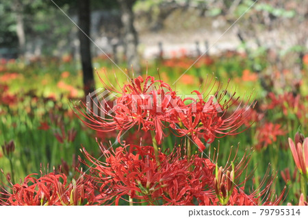 群集孤挺花 79795314