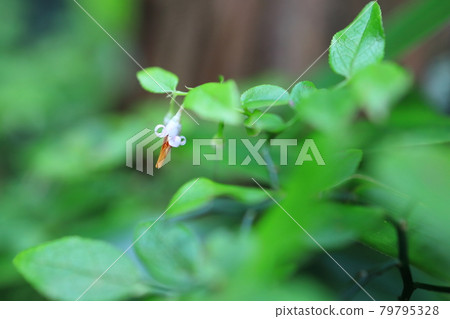 Akshiva flower Akshiva flower 79795328