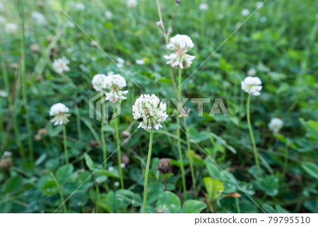 White clover (clover) that grows in the fields of the city White clover (clover) that grows in the fields of the city 79795510