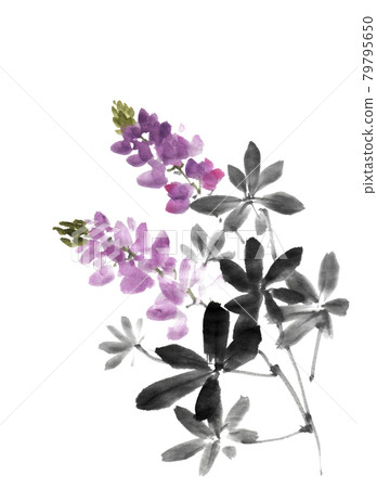 Lupine painted with ink painting technique 79795650
