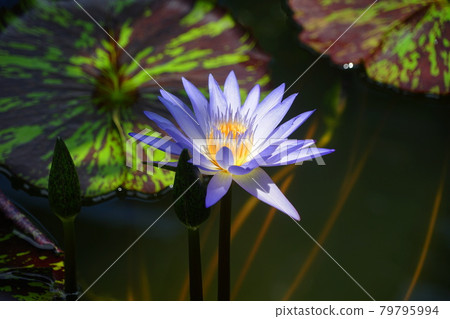 July Kamakura 1239 Tropical water lily (Tropical water lily), Water lily family, (Hibiya Kadan) Ofuna Flower Center July Kamakura 1239 Tropical water lily (Tropical water lily), Water lily family, (Hibiya Kadan) Ofuna Flower Center 79795994