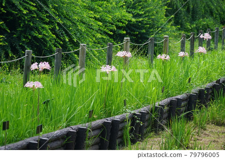 1227年7月夏水仙(夏百合),石蒜科,(日比谷花壇)大船花卉中心 1227年7月夏水仙(夏百合),石蒜科,(日比谷花壇)大船花卉中心 79796005