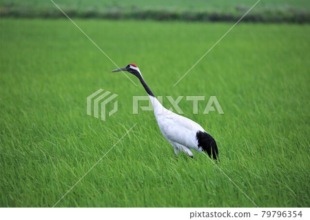 Cranberries 79796354