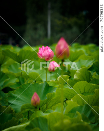 端莊端莊的蓮花 端莊端莊的蓮花 79796588