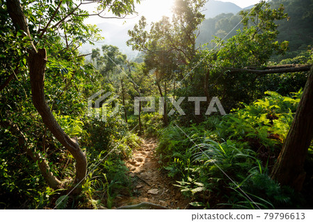 Landscape of trail hiding in tropical forest 79796613