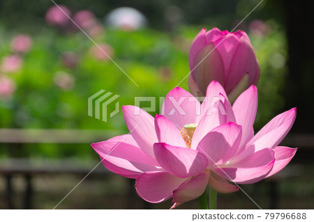 古蓮花在陽光下閃閃發光 79796688