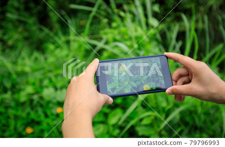 Hands using mobile phone taking picture in summer nature 79796993