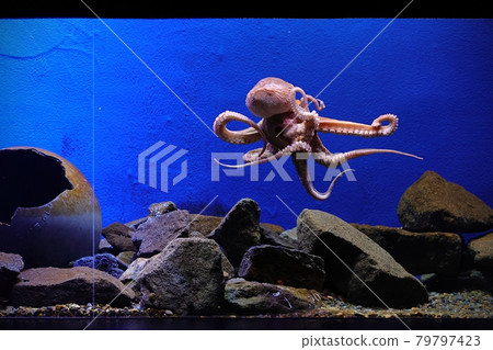 章魚舞 79797423