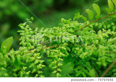 Parasitic vine wrapped around tree trunk in tropical forest Parasitic vine wrapped around tree trunk in tropical forest 79797648