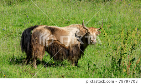 Tibet yak eating grass in grassland 79797708