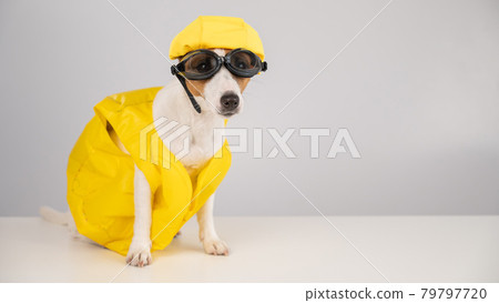 jack russell raincoat