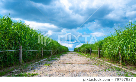 Reed Forest Park Reed Forest Park 79797987
