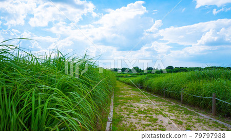 Reed Forest Park Reed Forest Park 79797988