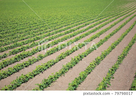 Spring soybean field (Naganuma Town, Hokkaido) 79798017