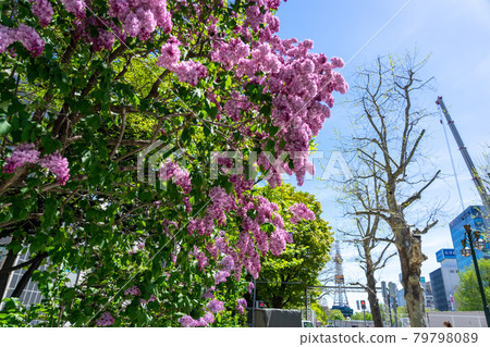 札幌大通公園丁香里拉 札幌大通公園丁香里拉 79798089