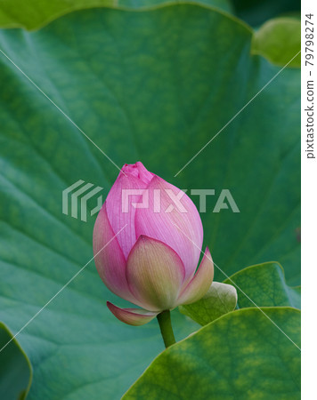 Ancient lotus bud Ancient lotus bud 79798274