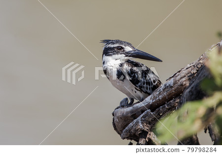 Pied Kingfisher on branch tree. Pied Kingfisher on branch tree. 79798284