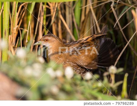 Baillon's Crake standing behind the rice plant. 79798289