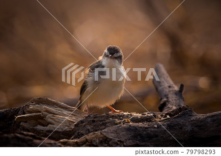Plain Prinia It is shooting in a backlit manner. Plain Prinia It is shooting in a backlit manner. 79798293