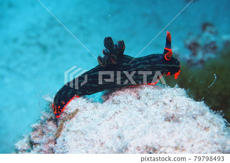 Akafuchi Ryugu Nudibranch Okinawa Sea 79798493