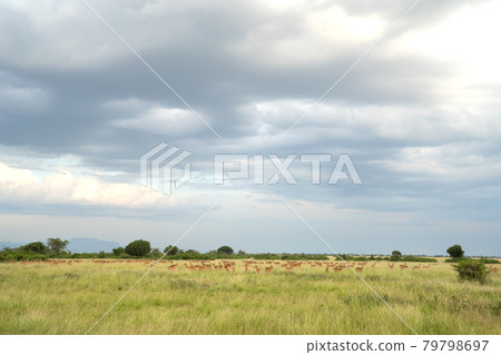 Landscape of Queen Elizabeth National, Uganda 79798697