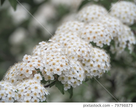 開花在東京板橋西台綠地的小手 開花在東京板橋西台綠地的小手 79798873