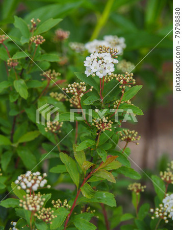開花在東京板橋西台綠地的小手 79798880