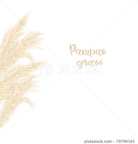 Pampas grass Card template frame on the left with copy space.Floral ornamental grass. Vector illustration for the decoration of flyers, the design of invitations. Pampas grass Card template frame on the left with copy space.Floral ornamental grass. Vector illustration for the decoration of flyers, the design of invitations. 79799165