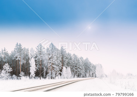 Snow Covered Pine Forest Near Countryside Road. Frosted Trees Frozen Trunks Woods In Winter Snowy Coniferous Forest Landscape Near Country Road. Altered Sky. Adverse Weather Conditions Snow Covered Pine Forest Near Countryside Road. Frosted Trees Frozen Trunks Woods In Winter Snowy Coniferous Forest Landscape Near Country Road. Altered Sky. Adverse Weather Conditions 79799166