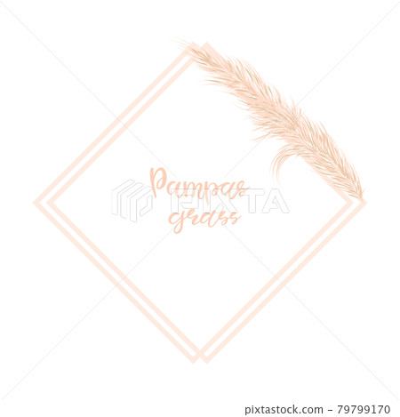 Background with dry pampas grass. Decor of invitations and postcards in the Boho style. Vector illustration Background with dry pampas grass. Decor of invitations and postcards in the Boho style. Vector illustration 79799170