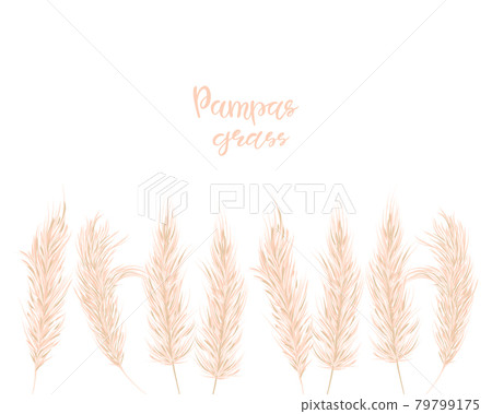 Dry pampas grass set. Illustration in the boho style. Dried plant for decoration, frame, backdrop, fabric print, retro textile, wallpaper, wedding card. Vector illustration. Dry pampas grass set. Illustration in the boho style. Dried plant for decoration, frame, backdrop, fabric print, retro textile, wallpaper, wedding card. Vector illustration. 79799175